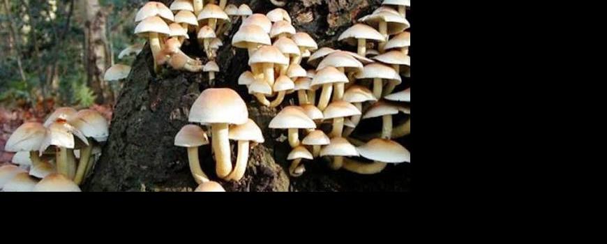 जंगली च्याउ खाँदा बाजुरामा एकको गयो ज्यान 