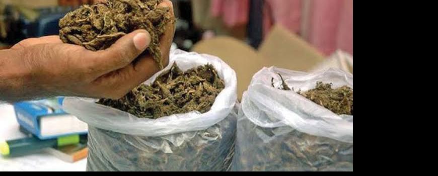 धनकुटामा ८०४ किलोग्राम गाँजासहित दुई जना पक्राउ